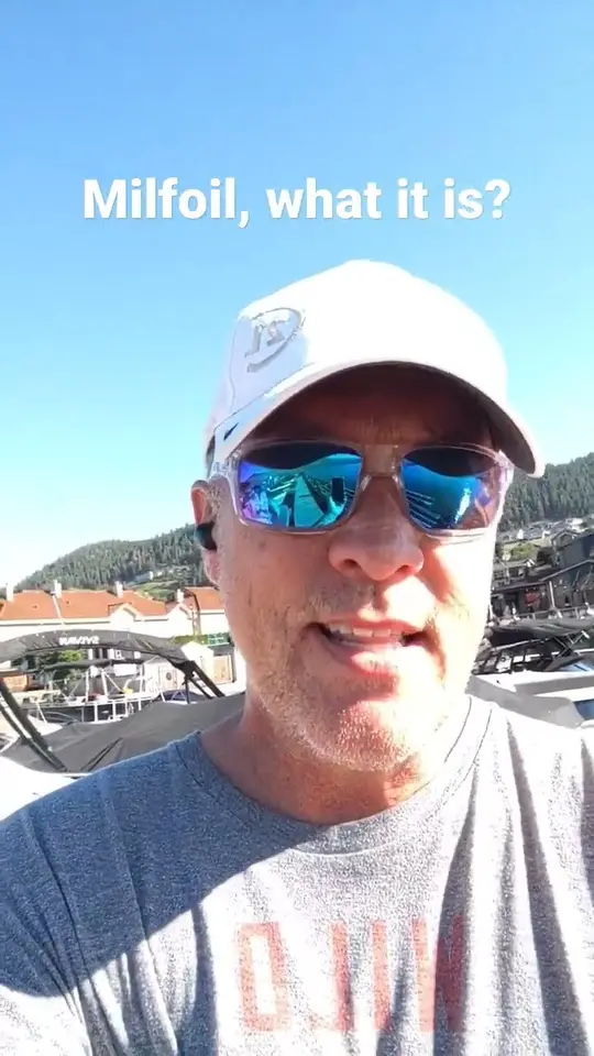 Milfoil up close: the weed in Okanagan Lake